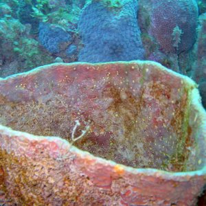 Atlantik