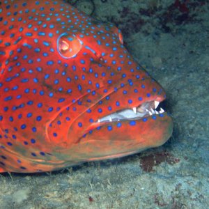 Rotes Meer